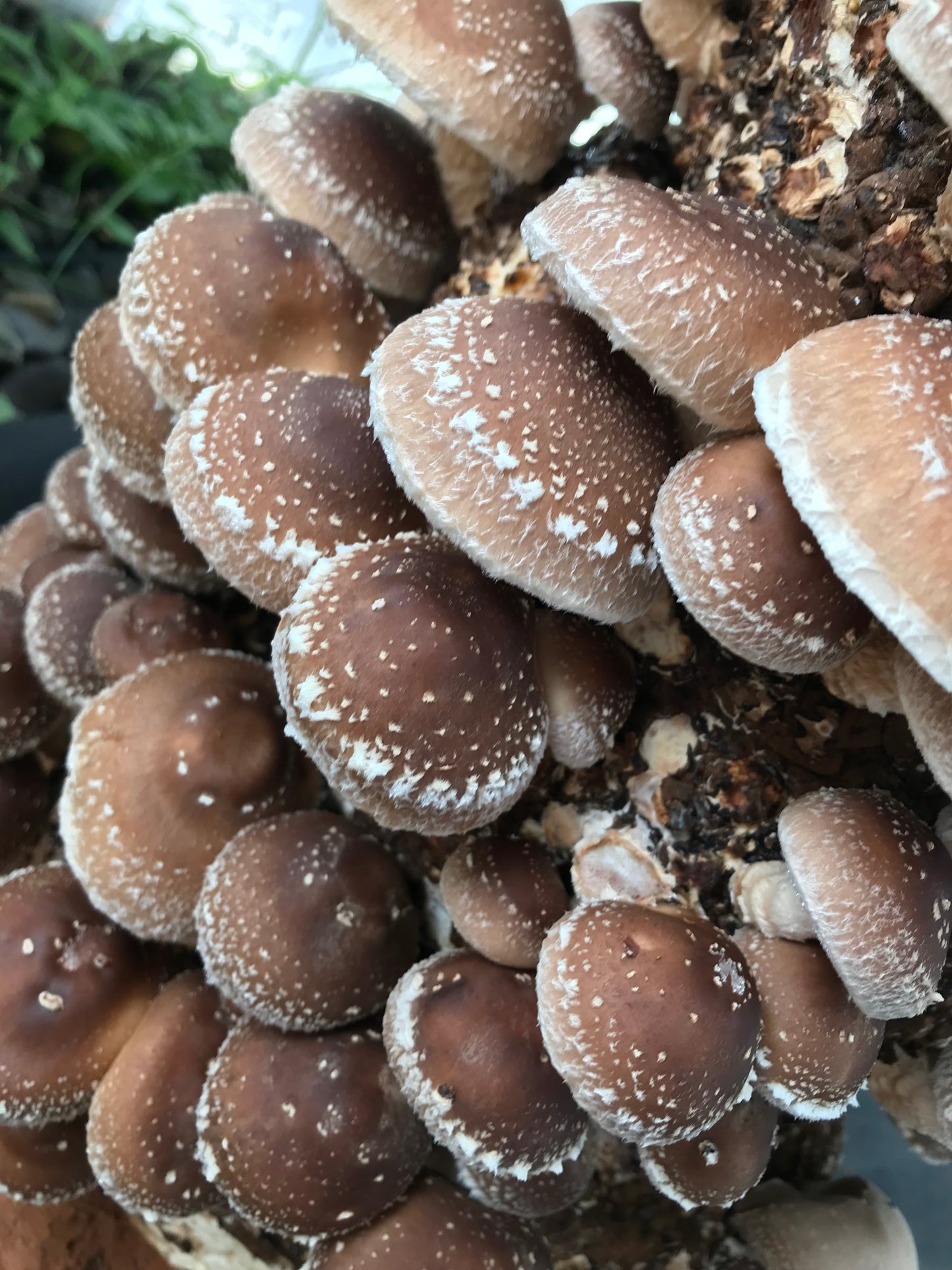 Shiitake proaspăt 1 kg