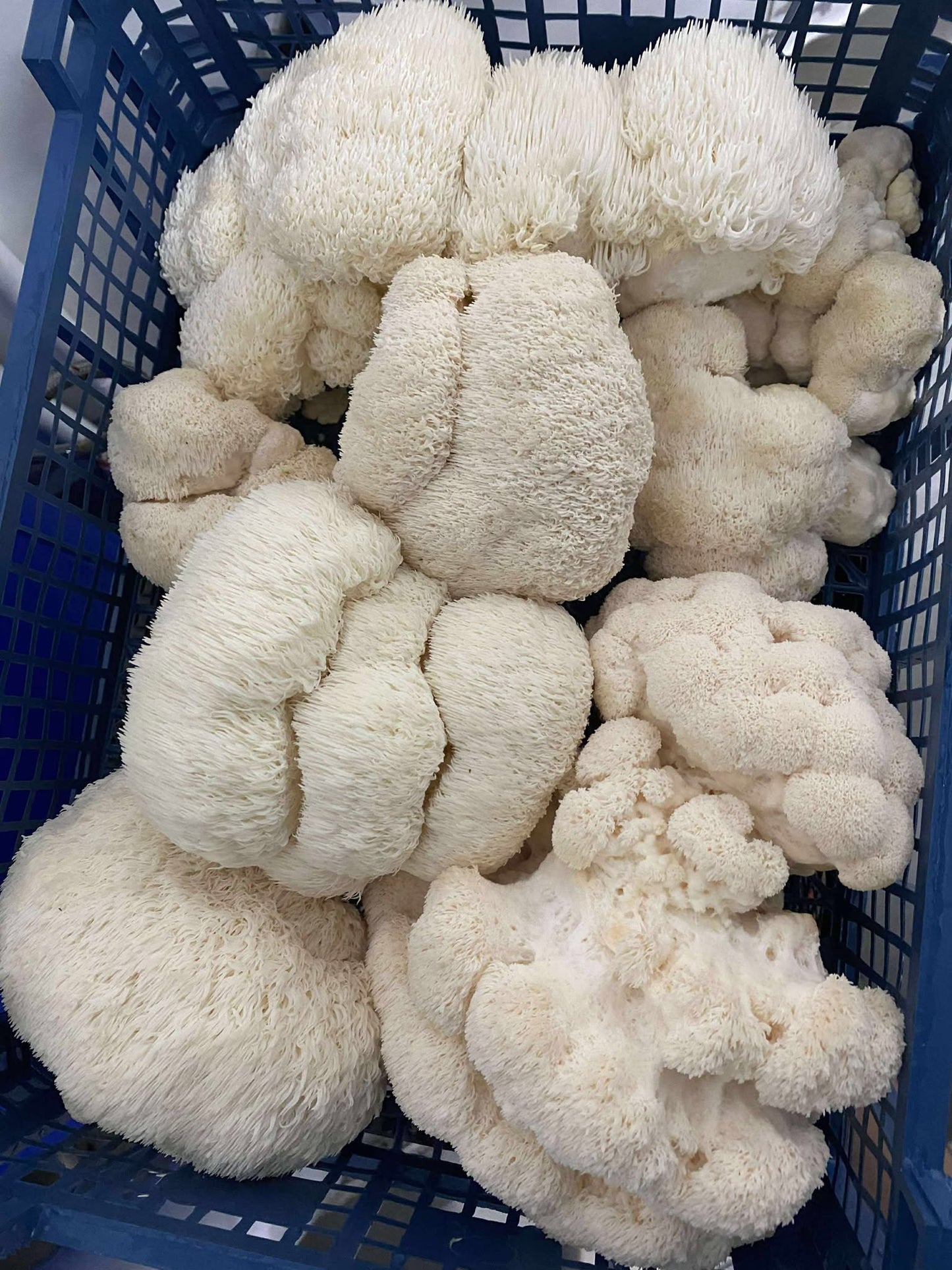 Ciuperci Coama leului proaspăt cules 1 kg