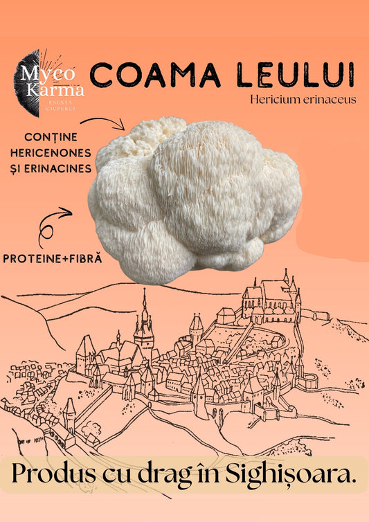 Ciuperci Coama leului proaspăt cules 1 kg