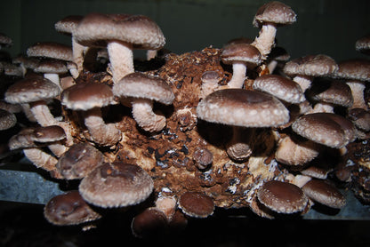 Shiitake proaspăt 1 kg