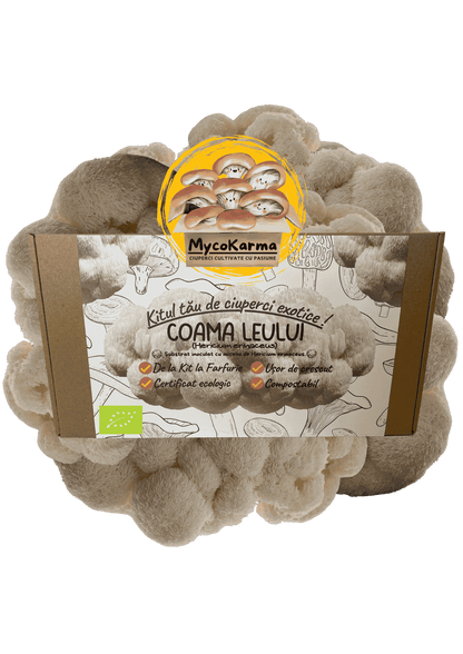 Kit de fructificare Coama leului (Hericium erinaceus), certificat ecologic. RO-ECO-030