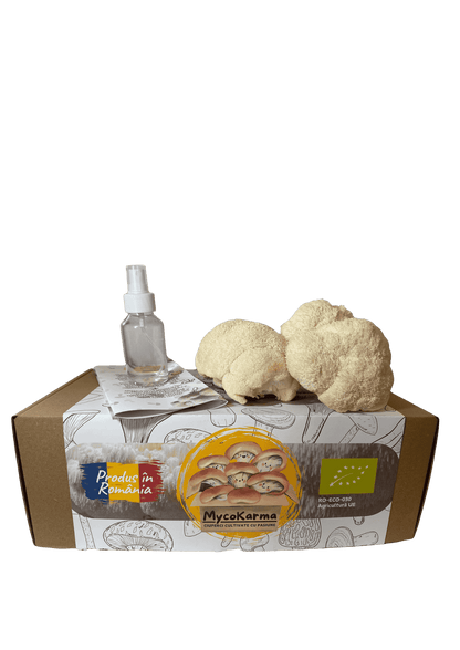 Kit de fructificare Coama leului (Hericium erinaceus), certificat ecologic. RO-ECO-030
