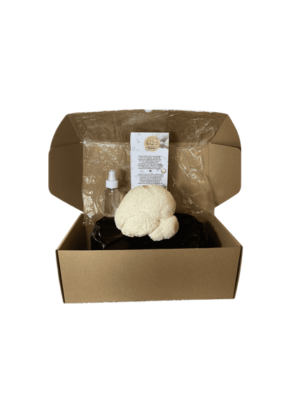 Kit de fructificare Coama leului (Hericium erinaceus), certificat ecologic. RO-ECO-030