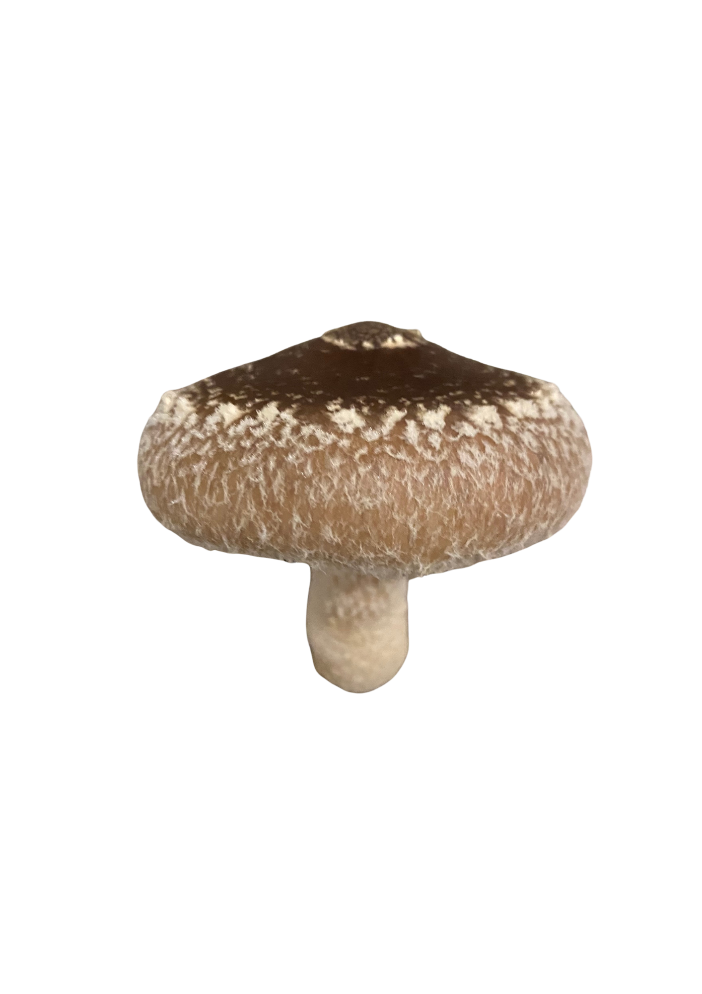 Shiitake proaspăt 1 kg