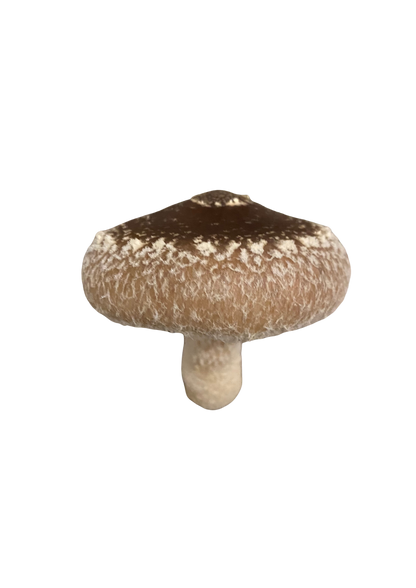 Shiitake proaspăt 1 kg