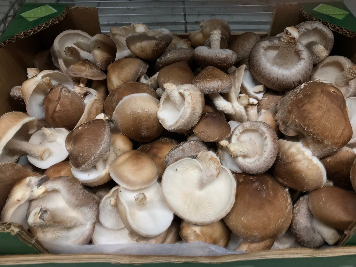 Shiitake proaspăt 1 kg