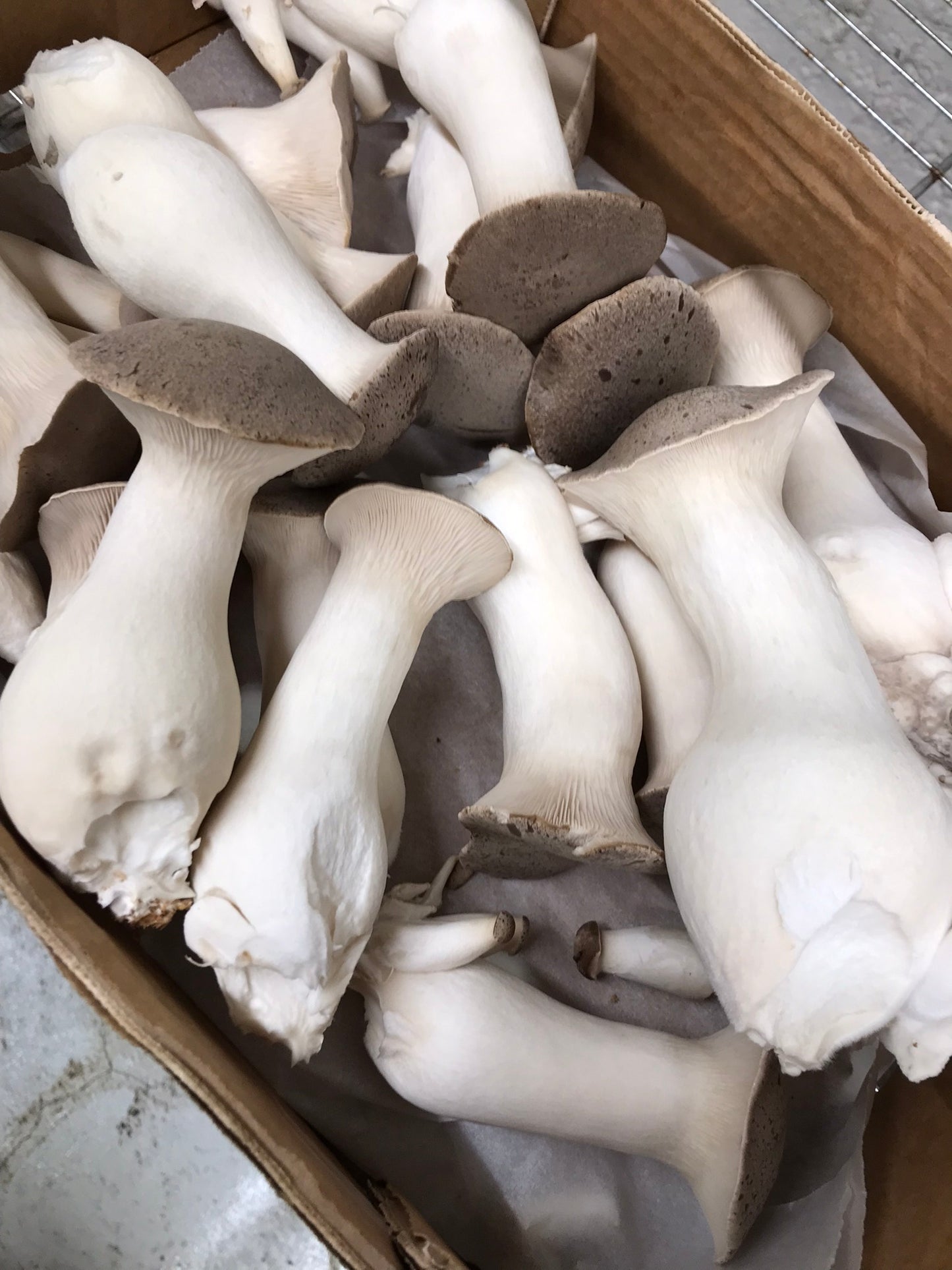 Ciuperci păstrăvul scailor proaspăt 1 kg